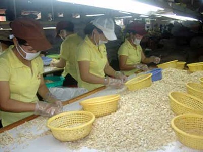 Hiện DN điều VN mua đến 90% nguyên liệu qua trung gian (chủ yếu là thương gia Ấn Độ), dù nguyên liệu có nguồn gốc chủ yếu từ các nước Châu Phi

