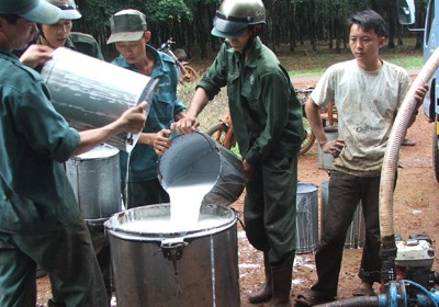 Mua mủ cao su tại Bình Phước - Ảnh: Bùi Liêm