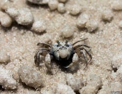 Tân cổ giao duyên truyện