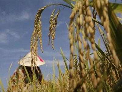 Bảo Việt, Bảo Minh và Vinare đối mặt rủi ro từ bảo hiểm nông nghiệp