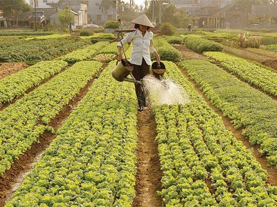 Quỹ tín dụng phát huy vai trò cấp vốn nhỏ tốt hơn ngân hàng