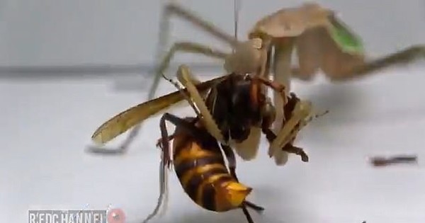 Con ong bắp cày khổng lồ châu Á gặp phải đối thủ “cứng”, bị xơi tái trong vòng 20s