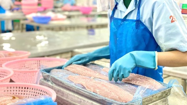 Cá tra Việt Nam có triển vọng xuất khẩu sang khu vực thị trường Mercosur, nhất là Brazil. 