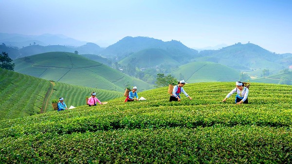 Thái Nguyên kết hợp phát triển OCOP và du lịch nông thôn bền vững 