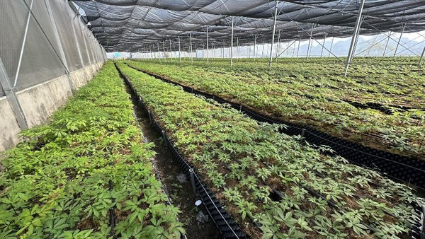 “Báu vật” giữa đại ngàn - chìa khóa thoát nghèo của người Lai Châu 