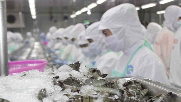 Kim ngạch xuất khẩu tôm tháng 10 đạt 498 triệu USD, tăng 26%