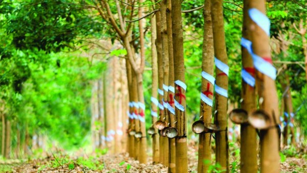 Cổ phiếu cần quan tâm ngày 23/9