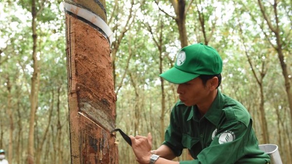 Cao su Phước Hoà (PHR): Lợi nhuận quý IV/2025 giảm 70%, mục tiêu lãi 2026 đạt 762,49 tỷ đồng