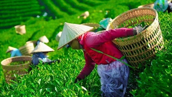 Giải phóng gần 500 container chè Việt Nam kẹt tại cảng Karachi, Pakistan