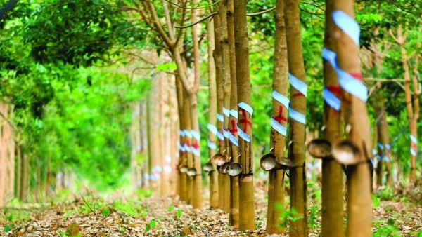 Cao su Đắk Lắk (DRG) nêu lý do không bị huỷ tư cách công ty đại chúng dù cổ đông nhỏ chỉ sở hữu 1,06% vốn