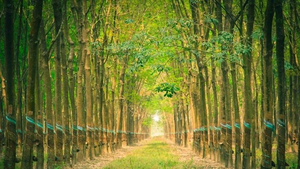 Cao su Tây Ninh (TRC) lên kế hoạch lãi tối thiểu 491,27 tỷ đồng trong năm 2026