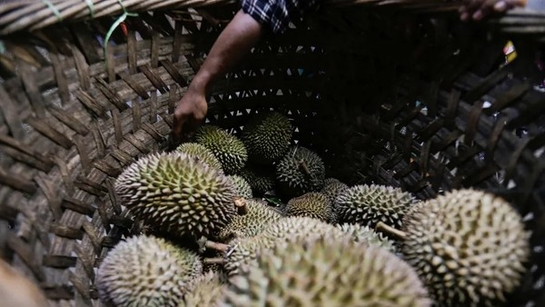 Nhập khẩu sầu riêng của Trung Quốc tăng vọt trong nửa đầu năm