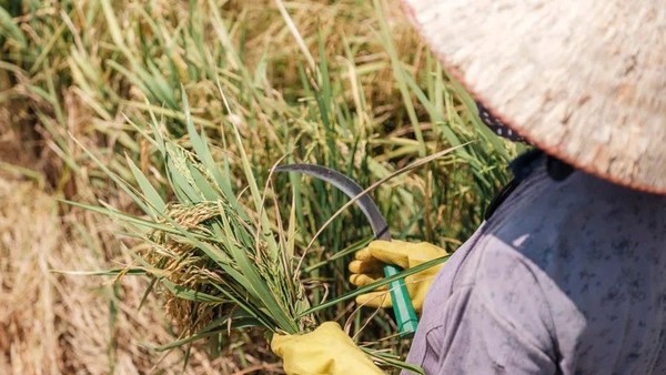 Nông nghiệp tiến bộ và dự trữ dồi dào giúp làm giảm cú sốc El Nino