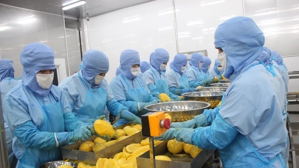 Rau quả Thực phẩm An Giang (ANT) muốn huy động 200 tỷ đồng từ cổ đông để trả nợ vay ngân hàng