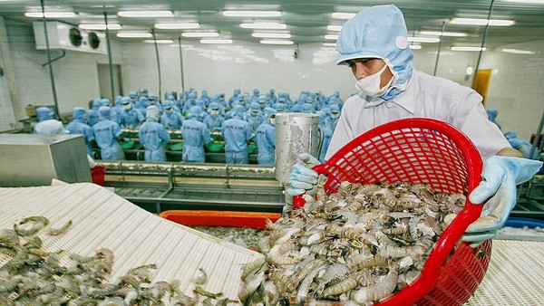 Xuất khẩu tôm đạt 3,3 tỷ USD trong 8 tháng, tăng 12% so với cùng kỳ