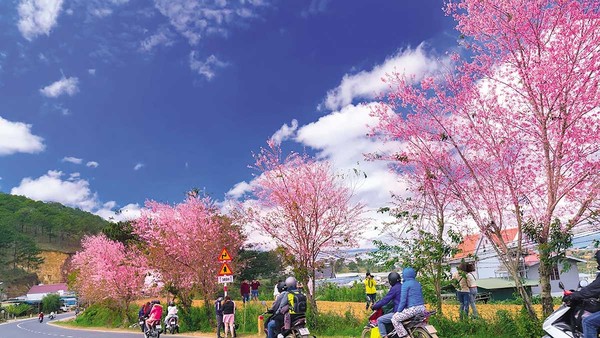 Tết Nguyên đán là thời điểm Đà Lạt bước vào mùa hoa anh đào rực rỡ. 