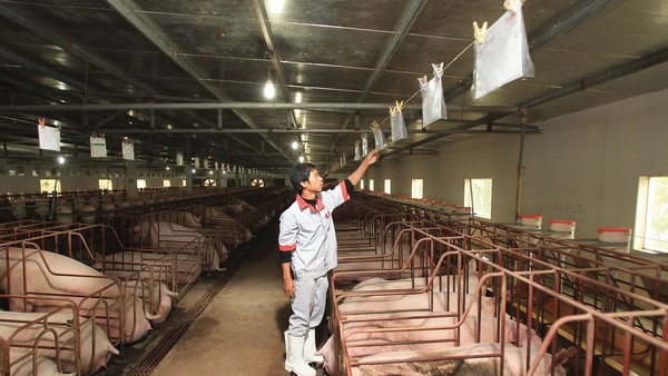 Giá lợn hơi tăng mạnh từ vùng đáy do nguồn cung thắt chặt và nhu cầu phục hồi