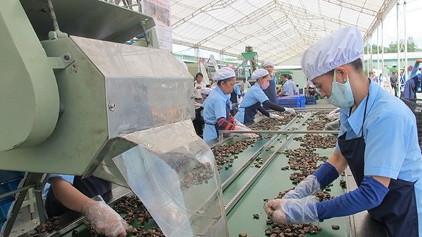 Ngành điều thu hơn 5,2 tỷ USD từ xuất khẩu trong năm 2025, tăng 20,4% so với năm 2024. 