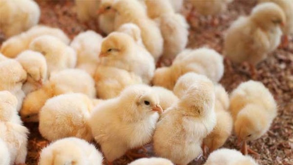 Từ sau Tết, giá thành nhiều sản phẩm chăn nuôi có xu hướng đi xuống.