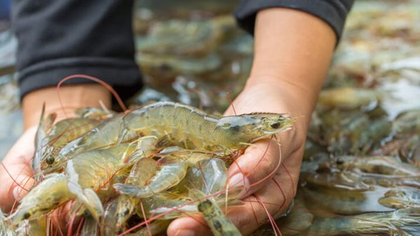 Tôm là sản phẩm xuất khẩu chủ lực của ngành thủy sản Việt Nam.
