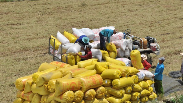 Xuất khẩu gạo đến 15/4/2026 giảm so với cùng kỳ 155 triệu USD. 