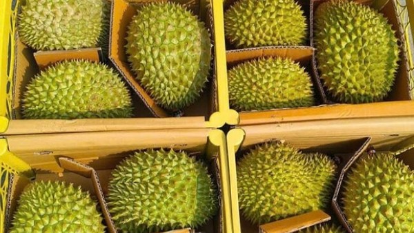 Giá sầu riêng suy giảm ngay từ đầu vụ, khiến nhiều nông dân và nhà vườn lo lắng.