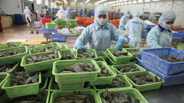 Các doanh nghiệp chế biến thủy sản đang bước vào mùa cao điểm tiêu thụ trong năm