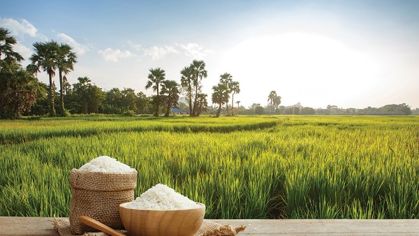 Việt Nam duy trì sản lượng xuất khẩu gạo ở mức cao trong nửa đầu năm 2026, nhưng giá trị thu về lại sụt giảm so với cùng kỳ do áp lực cạnh tranh toàn cầu