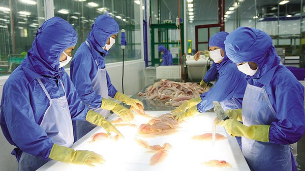 Doanh nghiệp rất mong các luật về đầu tư, kinh doanh sửa đổi thuận lợi cho hoạt động. Trong ảnh: Chế biến sản phẩm tại Công ty Thủy sản Tây Đô. Ảnh: Lê Toàn