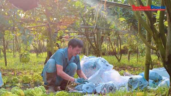 Cây phật thủ giúp nông dân làm giàu nhờ mang lại giá trị kinh tế cao, tạo việc làm ổn định và mở ra hướng đi mới trong chuyển đổi cơ cấu cây trồng. Ảnh: Linh Nguyễn
