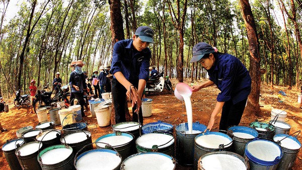 Giá dầu thô và giá cao su thiên nhiên có mối quan hệ đồng biến gián tiếp