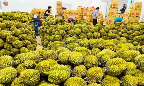 Thị trường Ấn Độ đã mở cửa cho trái sầu riêng tươi của Việt Nam, hứa hẹn sớm trở thành nhóm hàng tỷ USD.