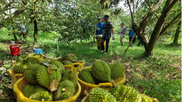 Năm 2025, con số xuất khẩu sầu riêng của Việt Nam đạt kỷ lục với kim ngạch 3,86 tỷ USD, cao nhất trong các ngành hàng rau quả.