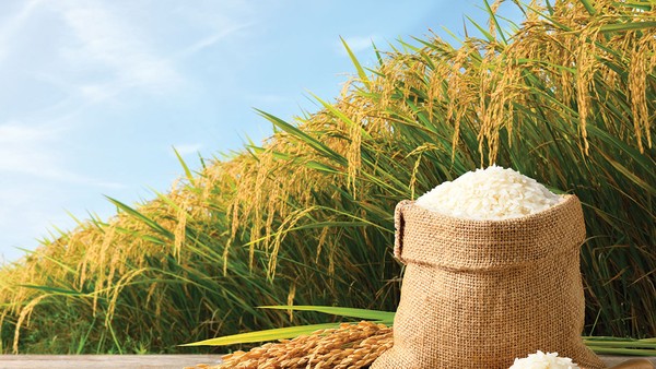 Câu chuyện tại Lộc Trời cho thấy, vốn nhà nước cần được chuyển giao về những tổ chức có đủ năng lực quản lý vốn