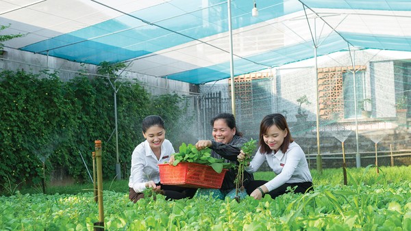 Ở lĩnh vực nông nghiệp, mức độ tham gia bảo hiểm còn rất hạn chế so với quy mô sản xuất