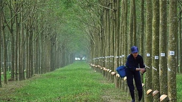 Cao su Phước Hòa (PHR) có thể lãi hơn 1.700 tỷ đồng nhờ tiền đền bù đất khu công nghiệp 
