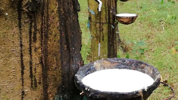 Cao su Thống Nhất (TNC) chốt quyền chia cổ tức 20% bằng tiền mặt