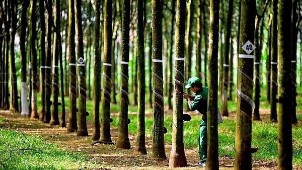 Tập đoàn Cao su Việt Nam (GVR) hoàn thành khoảng 99% kế hoạch lợi nhuận trước thuế sau 9 tháng