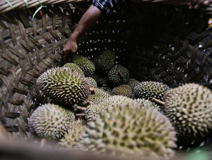 Nhập khẩu sầu riêng của Trung Quốc tăng vọt trong nửa đầu năm