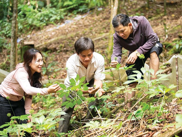 TP. Đà Nẵng đang mở rộng ươm trồng sâm giống Ngọc Linh để phát triển ngành công nghiệp dược liệu 