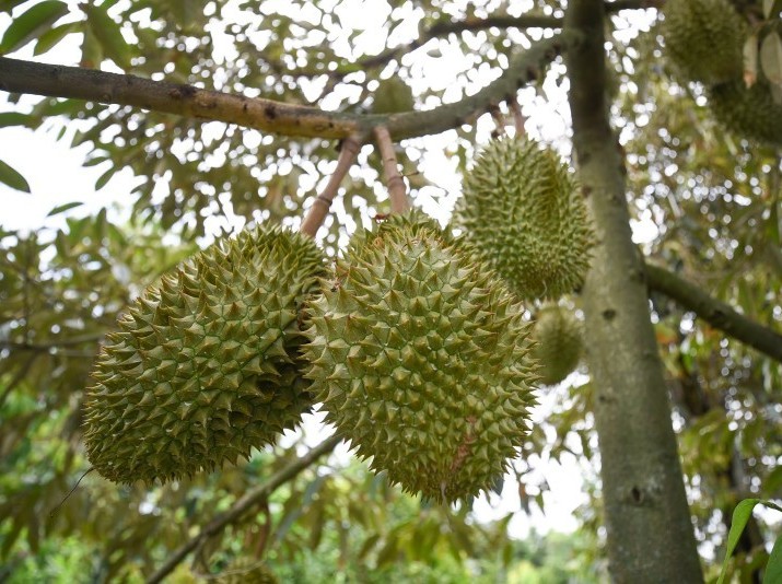  Sầu riêng "luồng xanh" được quản lý chặt chẽ từ khâu kiểm nghiệm đất, thu hoạch, đóng gói đến hoàn thiện hồ sơ điện tử.
