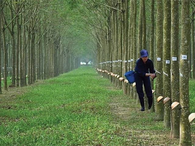 Cao su Phước Hòa (PHR) có thể lãi hơn 1.700 tỷ đồng nhờ tiền đền bù đất khu công nghiệp 