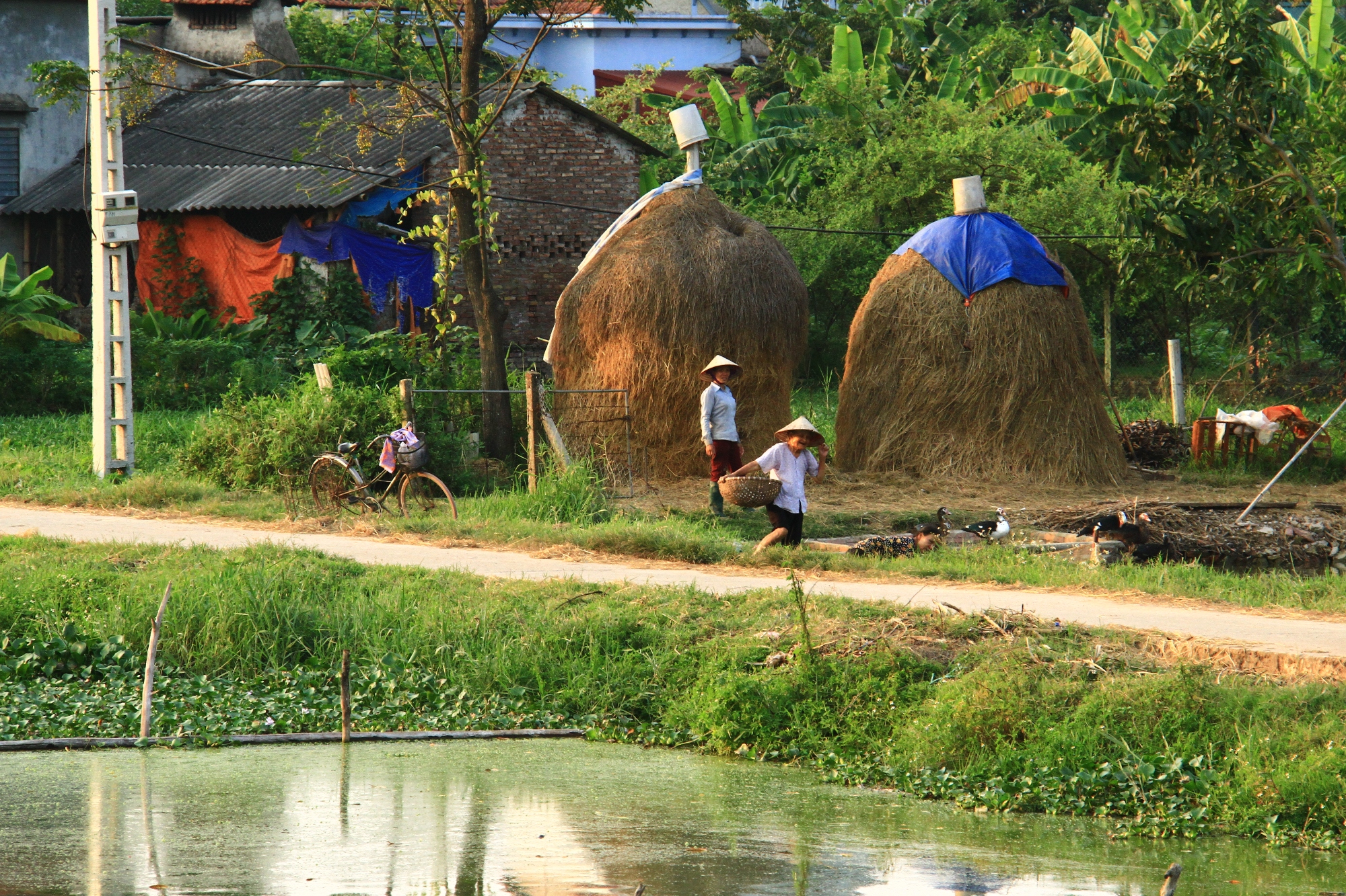 Một góc quê. Ảnh: Thành Nguyễn.