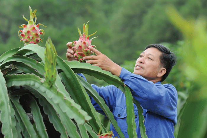 Xuất khẩu nông sản sẽ có nhiều thuận lợi trong năm 2015