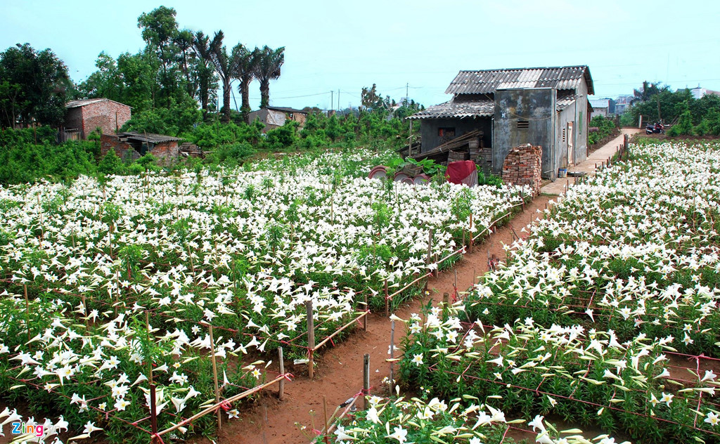 Những ngày đầu tháng tư, vườn hoa loa kèn ở vườn Nhật Tân, Tây Tựu (Hà Nội) đang nở rộ.