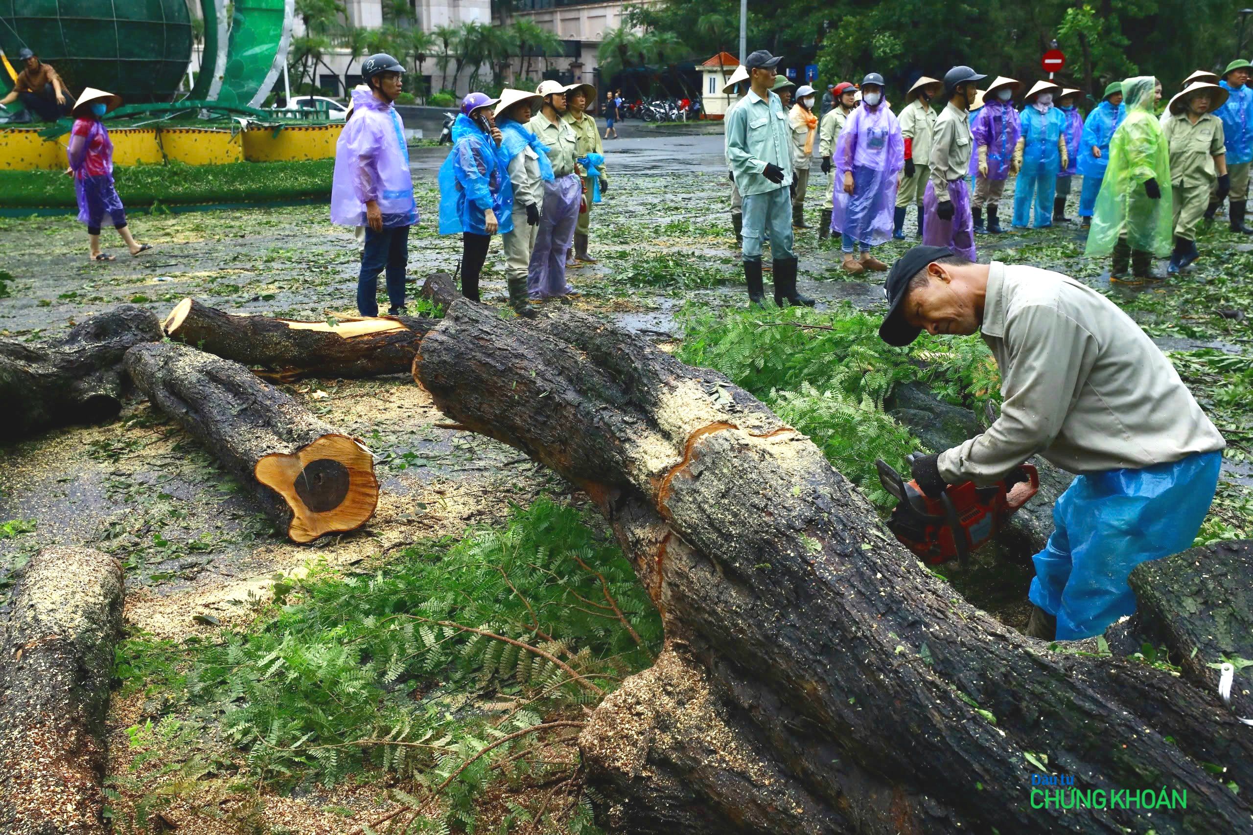 Công nhân vệ sinh môi trường đang cưa cây đổ, dọn dẹp vệ sinh trên phố Lý Thái Tổ, trước cửa trụ sở Ngân hàng Nhà nước Việt Nam sáng 8/9.