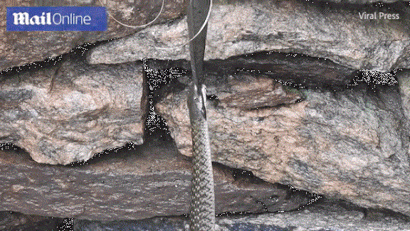 Cận cảnh cá trê bị kẹp giữa 2 con rắn nước.