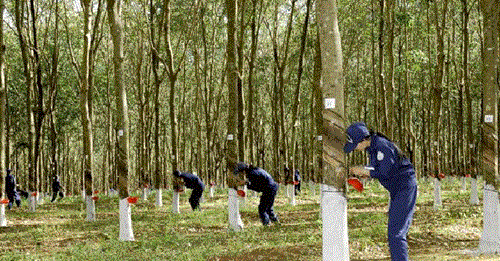 Năm 2019, Tập đoàn Cao Su đặt mục tiêu 6.600 tỷ đồng lợi nhuận trước thuế