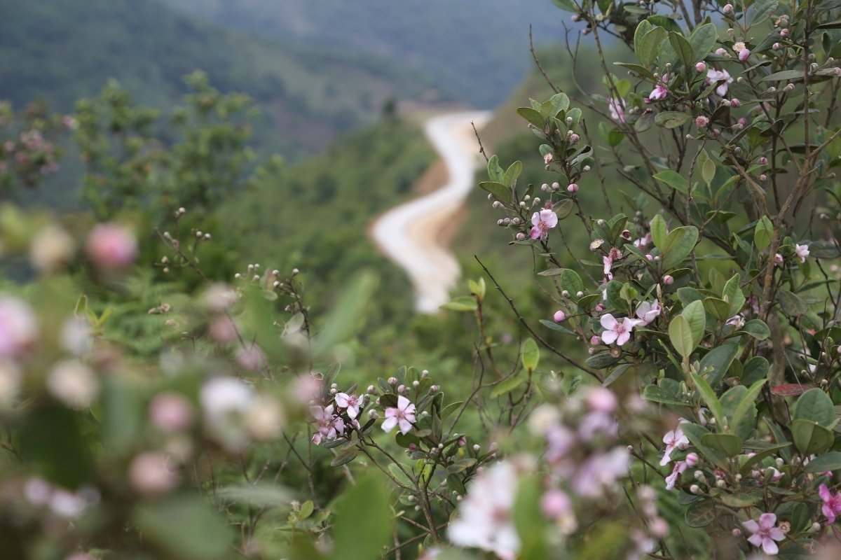 Thảo Nguyên Bùi Hui ở xã Ba Trang, huyện Ba Tơ (Quảng Ngãi) nằm ở độ cao 700 m so với mực nước biển, cách TP Quảng Ngãi 70 km về phía Tây Nam, là nơi có cây sim tự nhiên nhiều nhất Quảng Ngãi.