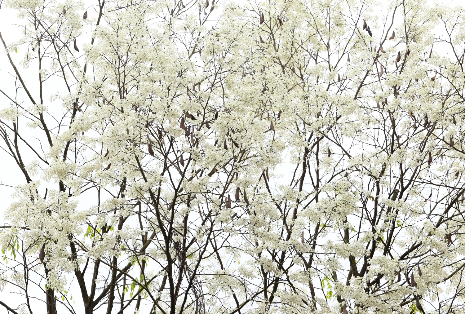 Hà Nội trắng trời hoa sưa 